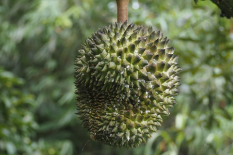 Phòng trị bệnh bồ hóng trên sầu riêng