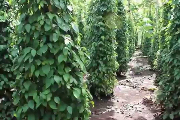PHÒNG TRỪ DỊCH HẠI CÂY HỒ TIÊU KHI THỜI TIẾT THAY ĐỔI THẤT THƯỜNG PHÒNG TRỪ DỊCH HẠI CÂY HỒ TIÊU KHI THỜI TIẾT THAY ĐỔI THẤT THƯỜNG