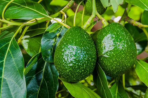 KỸ THUẬT BÓN PHÂN GIÚP CÂY BƠ PHỤC HỒI SAU THU HOẠCH KỸ THUẬT BÓN PHÂN GIÚP CÂY BƠ PHỤC HỒI SAU THU HOẠCH