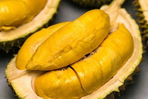 BÍ QUYẾT CHĂM SÓC SẦU RIÊNG: 7 NGUYÊN TẮC VÀNG ĐỂ CƠM VÀNG, DẺO BÉO, KHÔNG SƯỢNG NƯỚC
