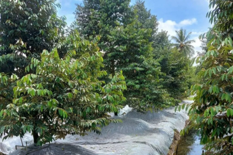 SỐC NƯỚC TRÊN VƯỜN SẦU RIÊNG GIAI ĐOẠN MANG BÔNG