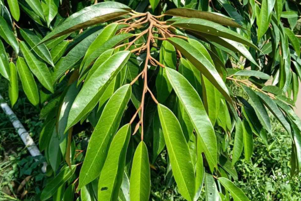 Cách Kéo Đọt Sầu Riêng Hiệu Quả - Nâng Tầm Trái Ngon, Giàu Dinh Dưỡng Cách Kéo Đọt Sầu Riêng Hiệu Quả - Nâng Tầm Trái Ngon, Giàu Dinh Dưỡng