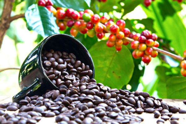 Mang Vườn Cà Phê Thơm Lừng Về Nhà Với Cách Trồng Cà Phê Tại Nhà Đơn Giản Mang Vườn Cà Phê Thơm Lừng Về Nhà Với Cách Trồng Cà Phê Tại Nhà Đơn Giản