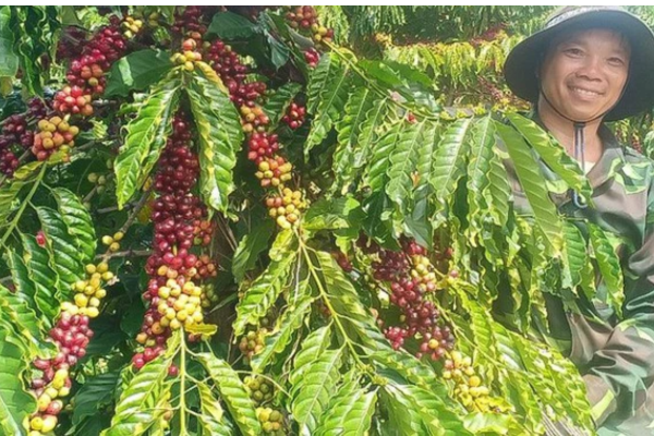 Kỹ thuật trồng cà phê thả đọt: Giải pháp đột phá cho năng suất cao