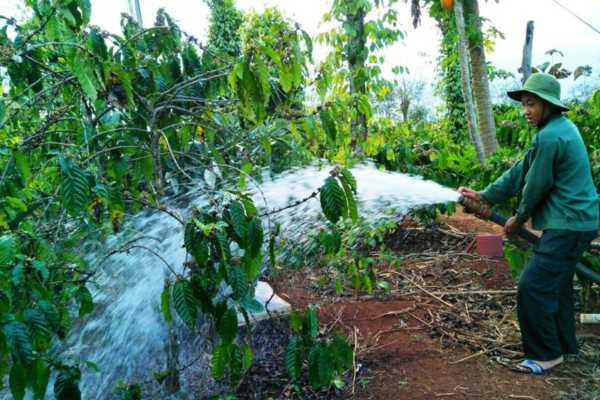 Bí quyết tưới cà phê mùa khô hiệu quả, tối ưu năng suất Bí quyết tưới cà phê mùa khô hiệu quả, tối ưu năng suất