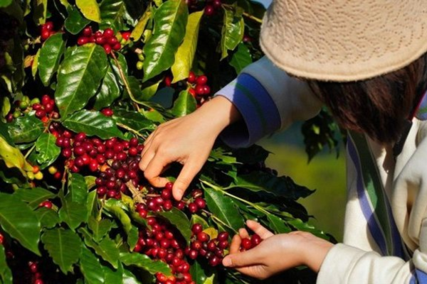 Cách chăm sóc cà phê mới trồng đạt hiệu quả cao Cách chăm sóc cà phê mới trồng đạt hiệu quả cao