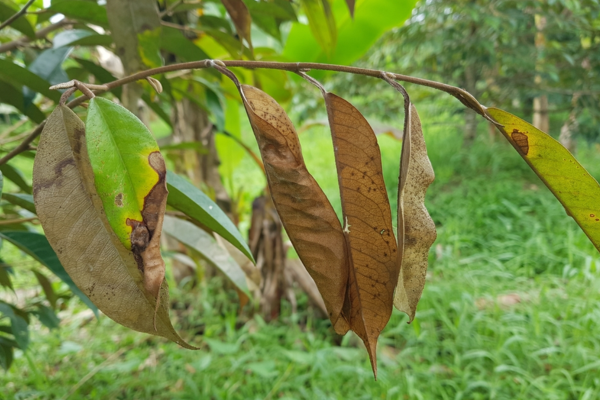 Sầu riêng rụng lá khô cành: Nỗi ám ảnh của nhà vườn và giải pháp khắc phục hiệu quả