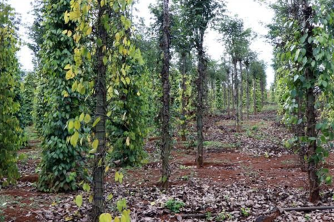 PHÂN BIỆT BỆNH CHẾT NHANH (PHYTOPHTHORA) VÀ CHẾT CHẬM (FUSARIUM) TRÊN CÂY TIÊU QUA RỄ VÀ LÁ
