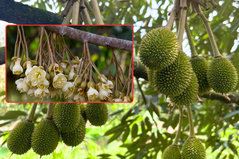 SẦU RIÊNG XỔ NHỤY NÊN VÀ KHÔNG NÊN LÀM GÌ? NHÀ VƯỜN CẦN NẮM RÕ!