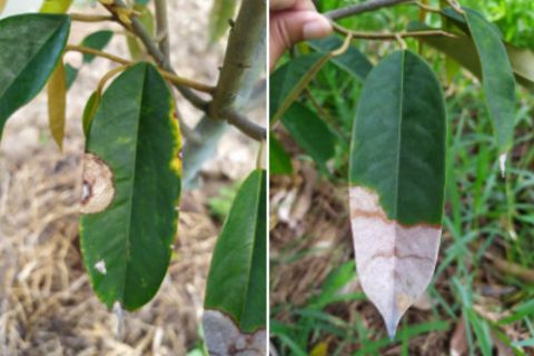 HƯỚNG DẪN PHÒNG TRỪ BỆNH THÁN THƯ TRÊN CÂY SẦU RIÊNG HIỆU QUẢ