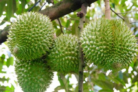 LỘ TRÌNH DINH DƯỠNG 3 GIAI ĐOẠN VÀNG GIÚP TRÁI SẦU RIÊNG TO TRÒN, XANH GAI, CƠM CHẤT LƯỢNG