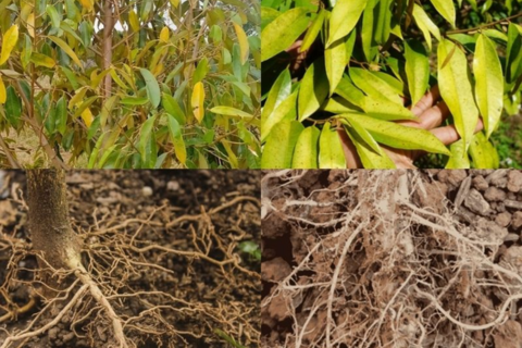XỬ LÝ HIỆN TƯỢNG VÀNG LÁ DO TUYẾN TRÙNG KẾT HỢP NẤM FUSARIUM TẤN CÔNG RỄ CỌC