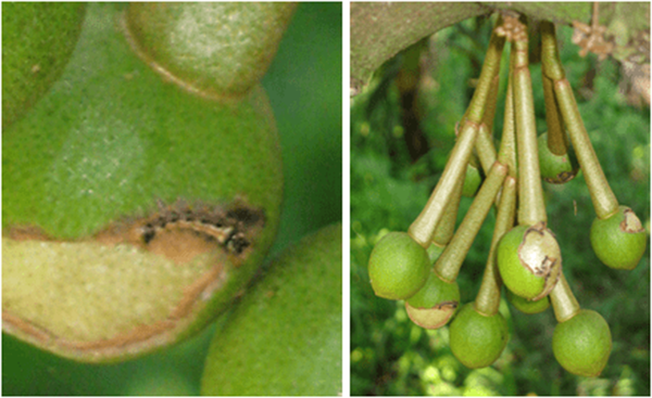 Sau-an-bong-sau-rieng