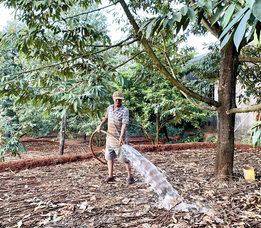 Tưới nước hợp lý khi chăm sóc cây sầu riêng đang ra bông