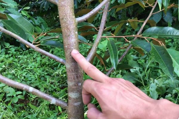 Tia-canh-tao-tan-cho-cay