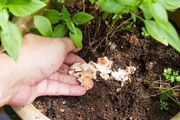 Dung-vo-trung-lam-phan-bon-cho-cay