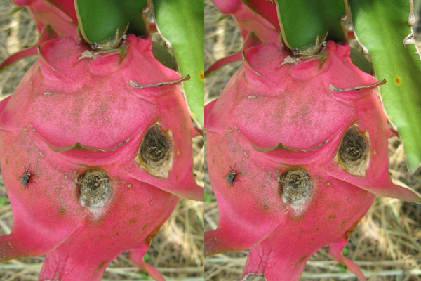 Benh-gay-hai-tren-trai