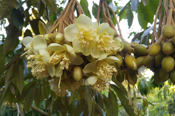 Chi-xu-ly-sau-rieng-ra-hoa-som-doi-voi-cay-da-duoc-7-8-tuoi-tro-len