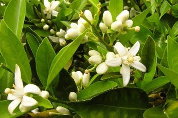 vai-tro-cua-dam-doi-voi-cay-co-mui