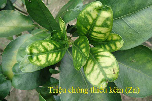 trieu-chung-thieu-kem