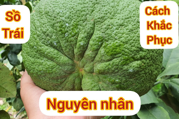 Buoi-da-xanh-bi-so-trai