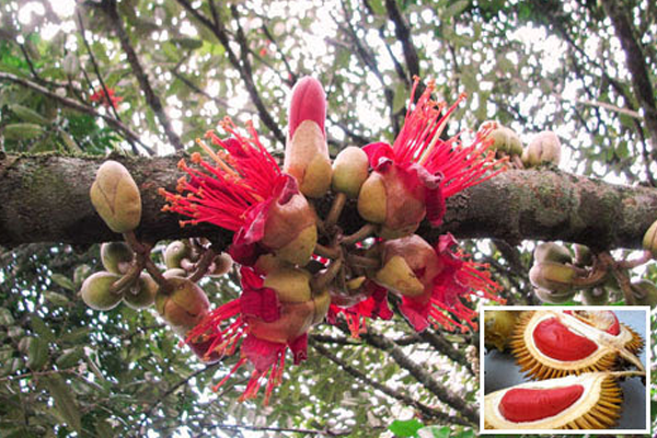 Bon-phan-cho-cay-sau-rieng-ruot-do