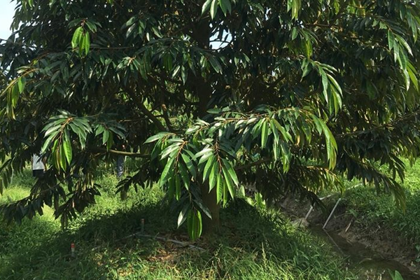 Cay-sau-rieng-phuc-hoi-sau-thu-hoach