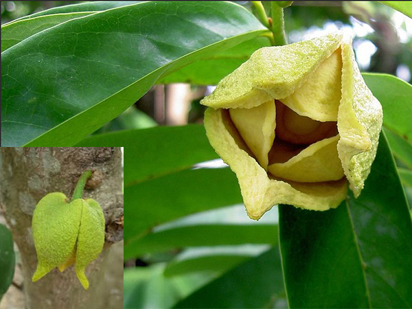 Hoa-mang-cau-xiem