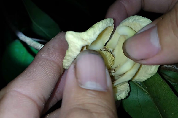 Thu-phan-cho-mang-cau-xiem
