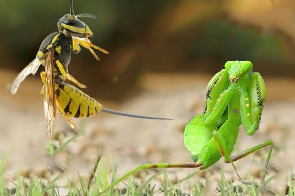 Ong-ky-sinh-vao-cac-loai-con-trung-khac