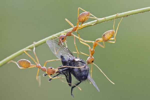 Kien-an-thuc-an-la-cac-loai-con-trung