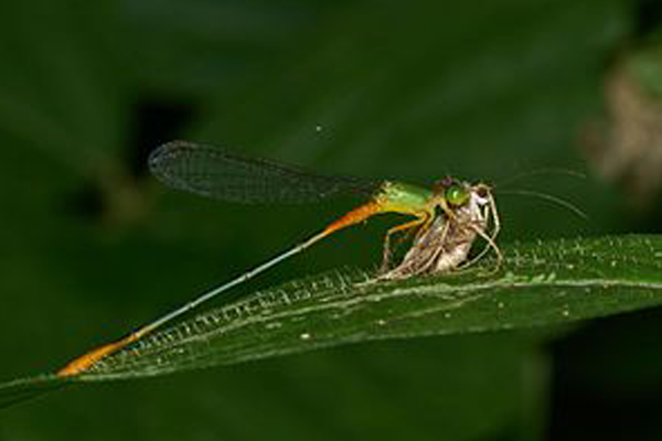 Chuon-chuon-co-the-bat-moi-tren-khong