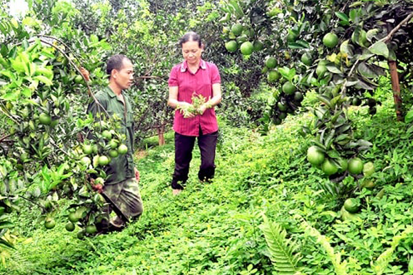 De-co-trong-vuon-cay