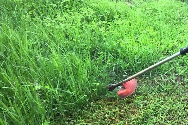 Phat-co-cho-vuon-cay