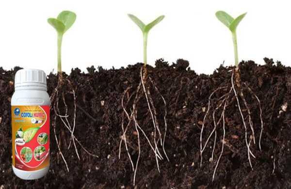 CON-CÒ-COFOLI-HUMIC