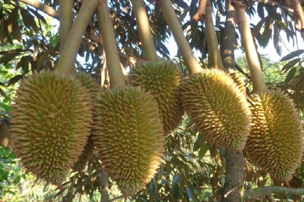 Co-bon-lan-bon-phan-chinh-trong-mot-vu-trai
