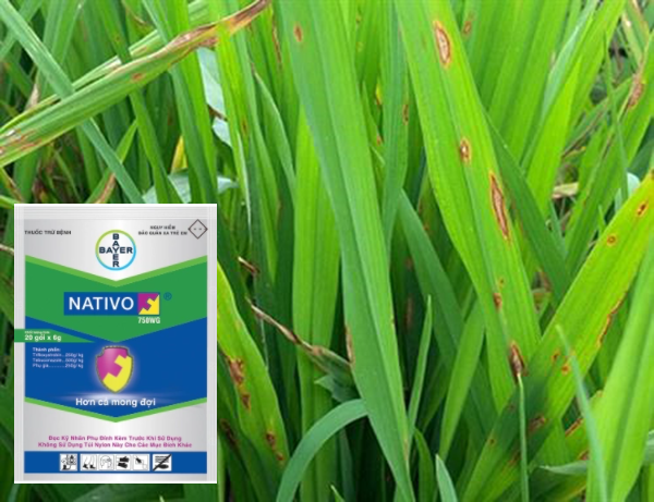 NATIVO-750WG