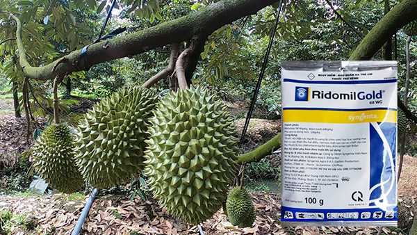 Chế-phẩm-RIDOMIL 