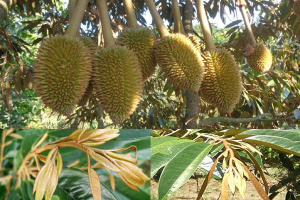 Sau-rieng-di-dot-khi-dang-mang-trai
