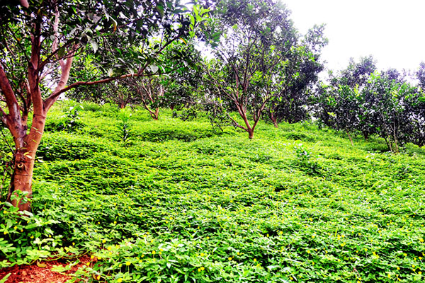 che-phu-dat-bang-tham-thuc-vat