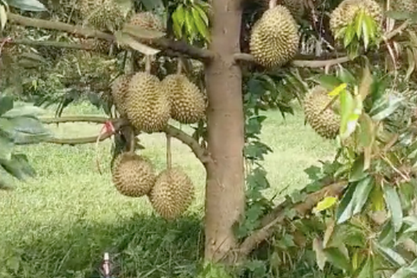 Cay-co-1-than-tap-trung-nuoi-qua