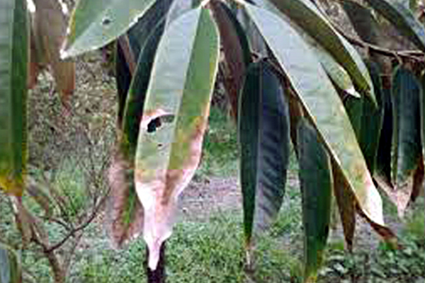 Nguyen-nhan-cay-sau-rieng-bi-chay-la