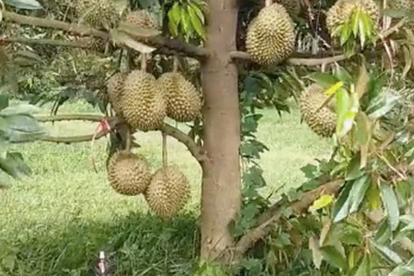 Giu-tham-thuc-vat-cho-cay-sau-rieng