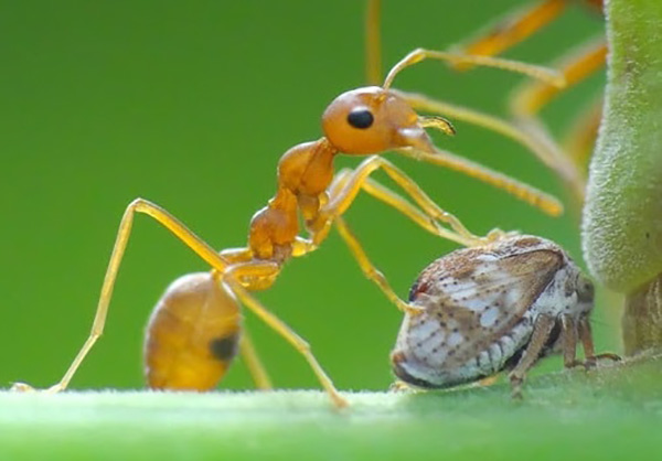 bao-ve-va-phat-trien-kien-vang