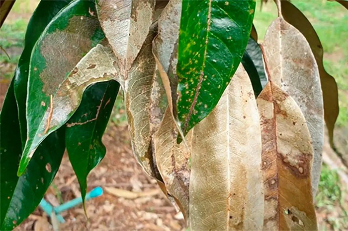 Bệnh cháy lá tổ kiến do nấm Rhizoctonia gây ra, làm khô cháy lá và làm chết các phần non của cây.