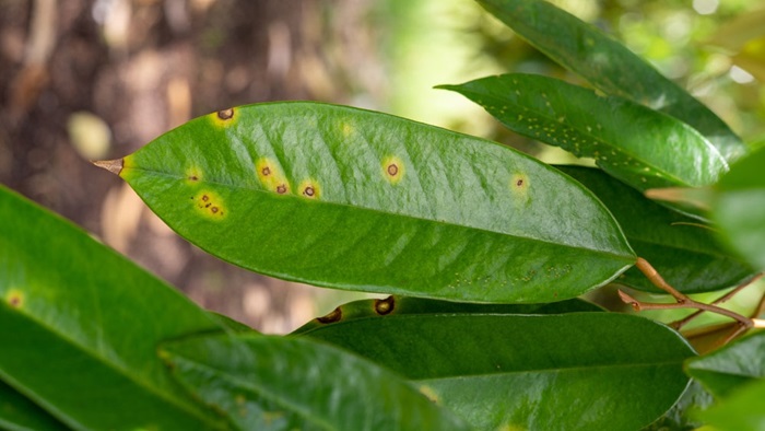 Bệnh đốm lá do nấm Phomopsis gây ra, thường tấn công ở giai đoạn cây non. 