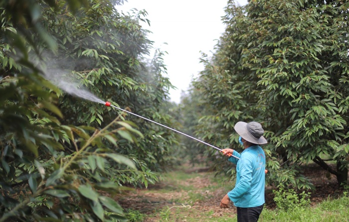 Sử dụng thuốc bảo vệ thực vật để ngăn chặn bệnh đốm mắt cua trên cây sầu riêng 