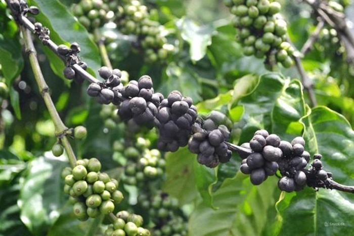 Nhận biết sớm triệu chứng của bệnh nấm hồng trên cây cà phê để phòng ngừa kịp thời 