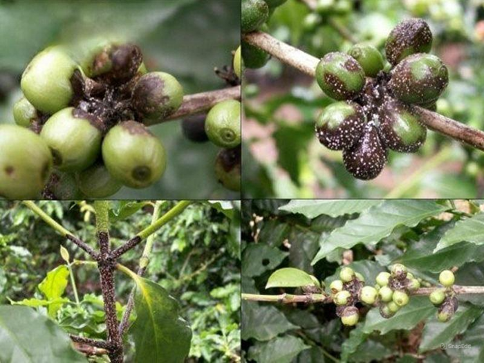 Bệnh nấm hồng rất dễ lây lan và tăng nguy cơ nhiễm bệnh cho cả vườn cà phê