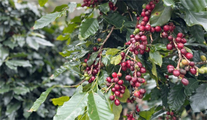 Bệnh Nấm Hồng Cà Phê - Khu Vực Tây Bắc: Các Biện Pháp Đặc Trị Hiệu Quả 3 Bệnh nấm hồng trên cà phê